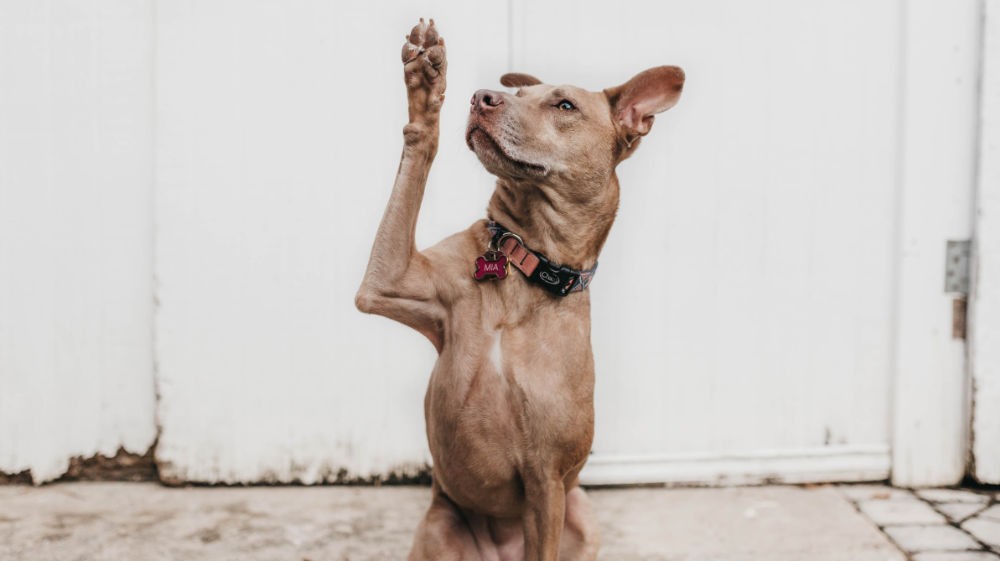 Come rispondere alle domande di un colloquio su stress e pressione